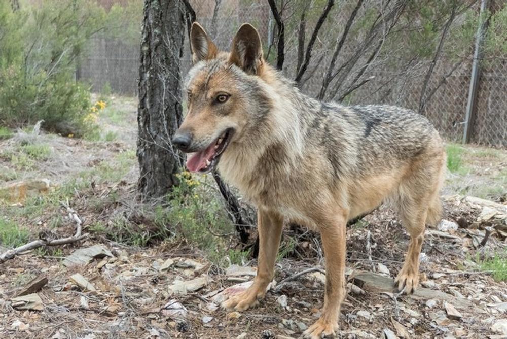 Impacto «negativo» para el medio rural por la norma del lobo | Todas las  noticias de Palencia