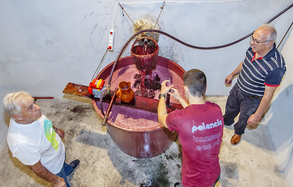 Lagares entre mosto, vino y queso