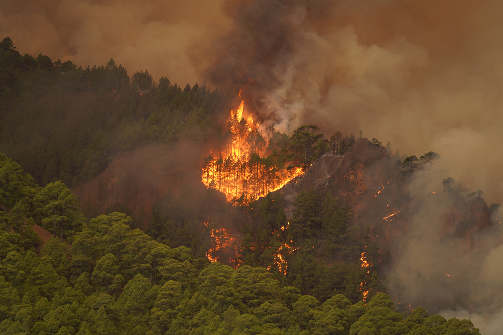 El incendio en Tenerife obliga a evacuar cuatro municipios  / AGENCIAS