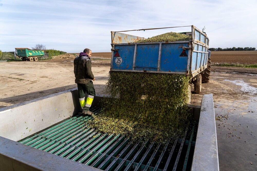 Verde aceituna en Tierra de Campos