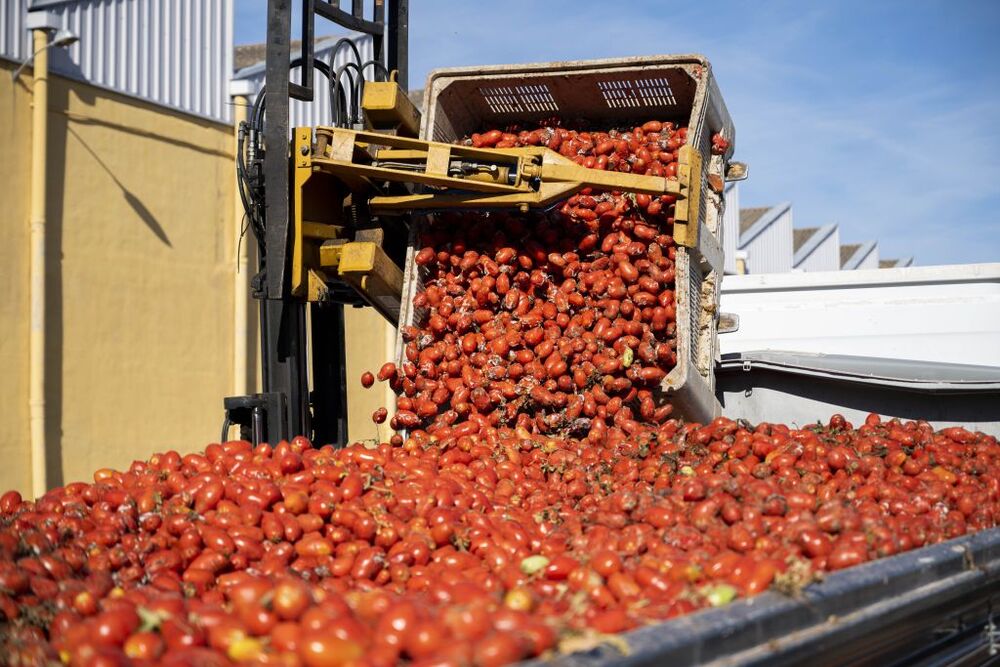 Preparativos Tomatina