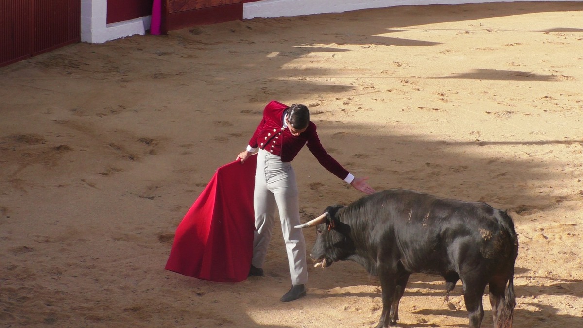 Certamen de Escuelas Taurinas Villa de Ampudia  / DP