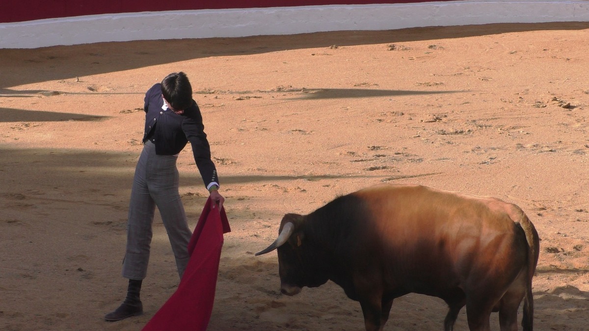 Certamen de Escuelas Taurinas Villa de Ampudia  / DP