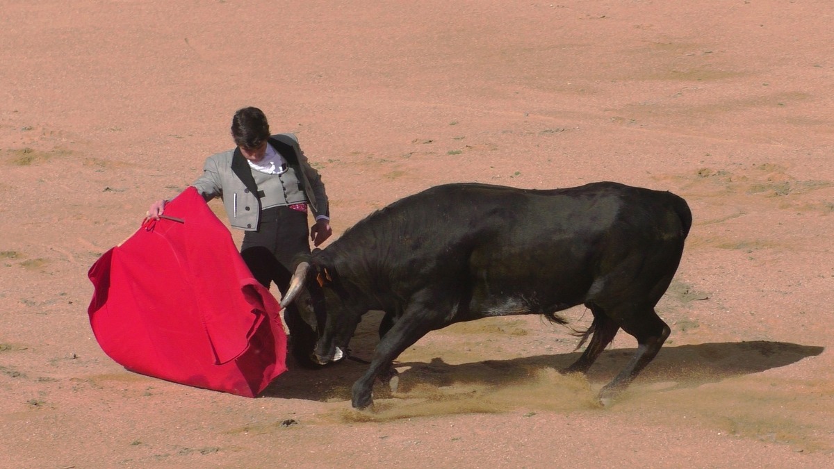 Certamen de Escuelas Taurinas Villa de Ampudia  / DP