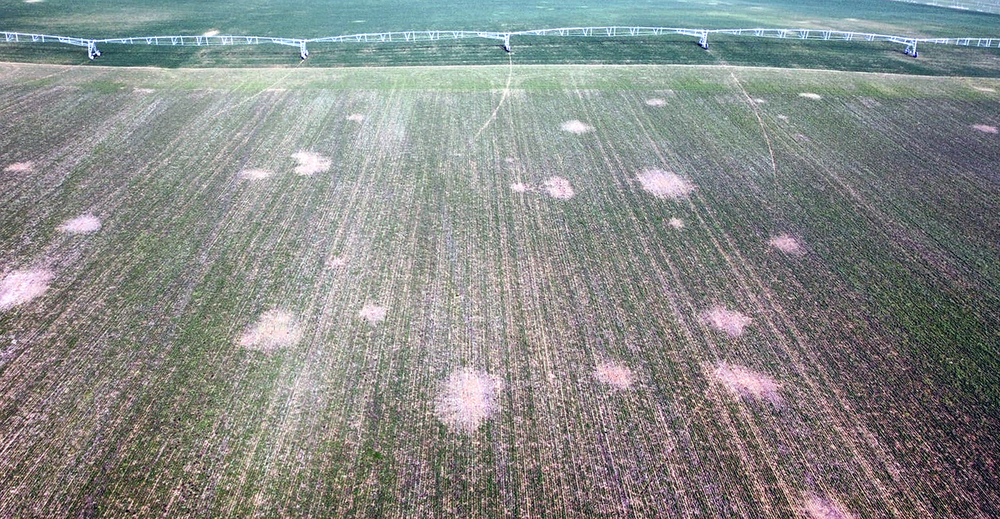 Imagen de un campo afectado por la plaga de topillos