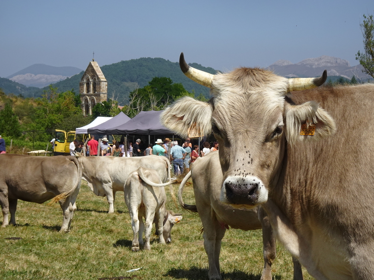 Feria de San Bernardo en La Pernía  / AYUNTAMIENTO DE LA PERNÍA