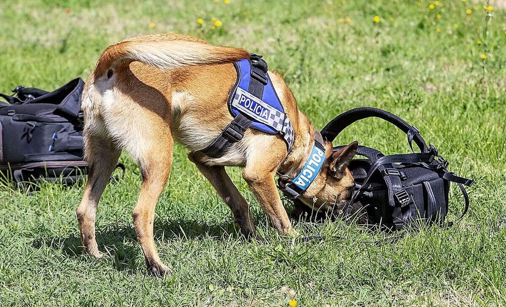 Nao, Gea y Urko. Los tres perros de la Unidad Canina entrenan cada día para no perder su destreza.