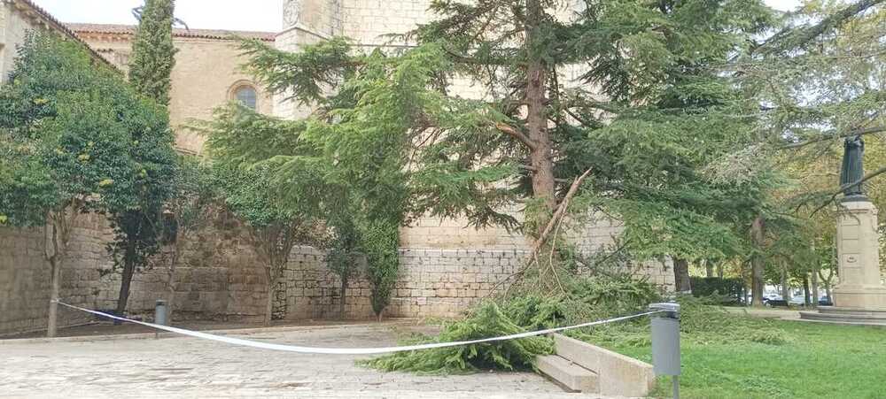 Cientos huracanados en Palencia 