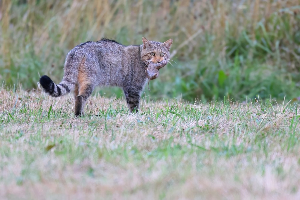 Tras las huellas del gato montés en la Montaña Palentina