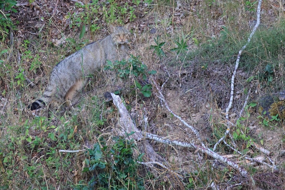 Tras las huellas del gato montés en la Montaña Palentina