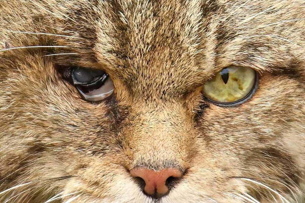 Tras las huellas del gato montés en la Montaña Palentina