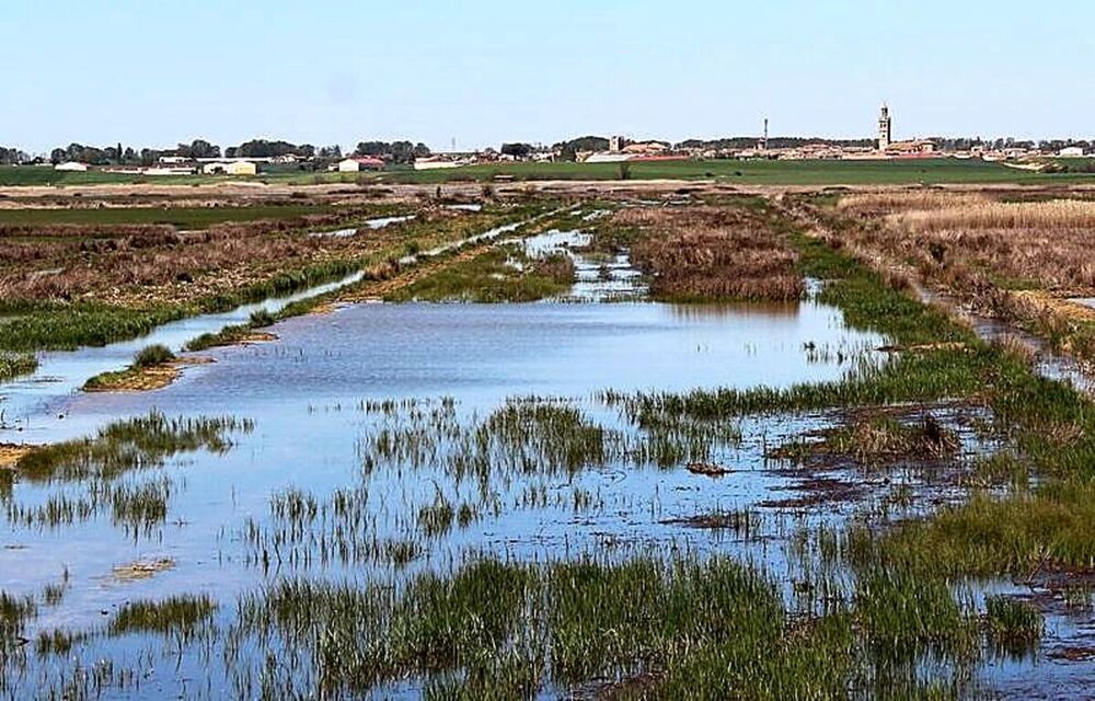 Naturaleza pastoreada