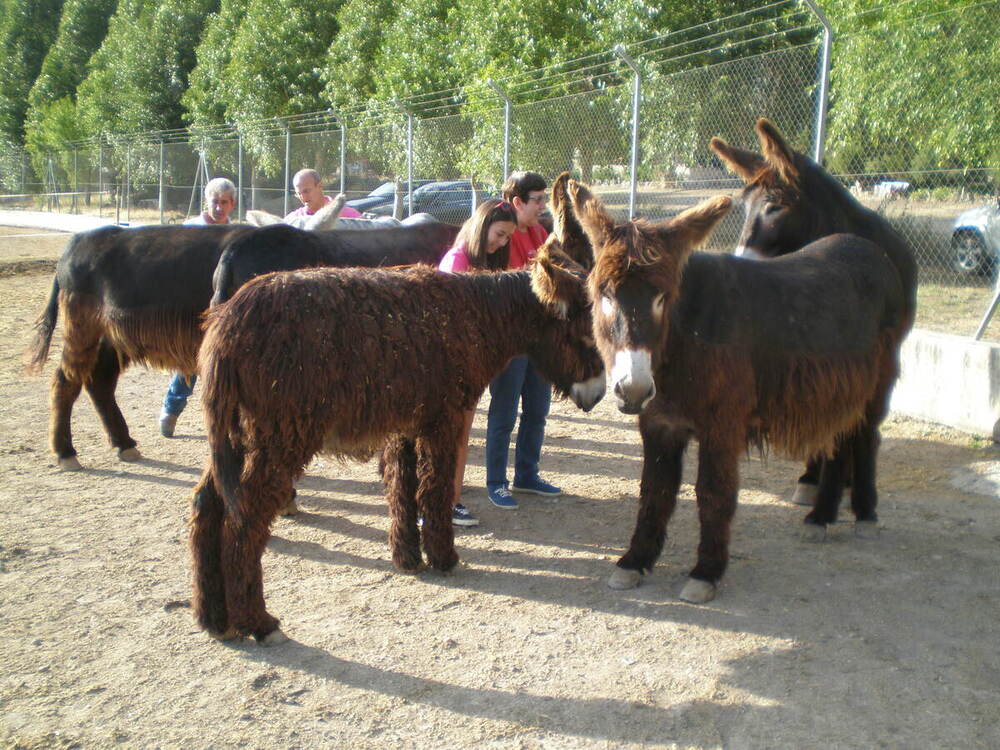 VALDELAMADRE, LOS CAÑOS…Y LAS BURRAS DE ROYUELA