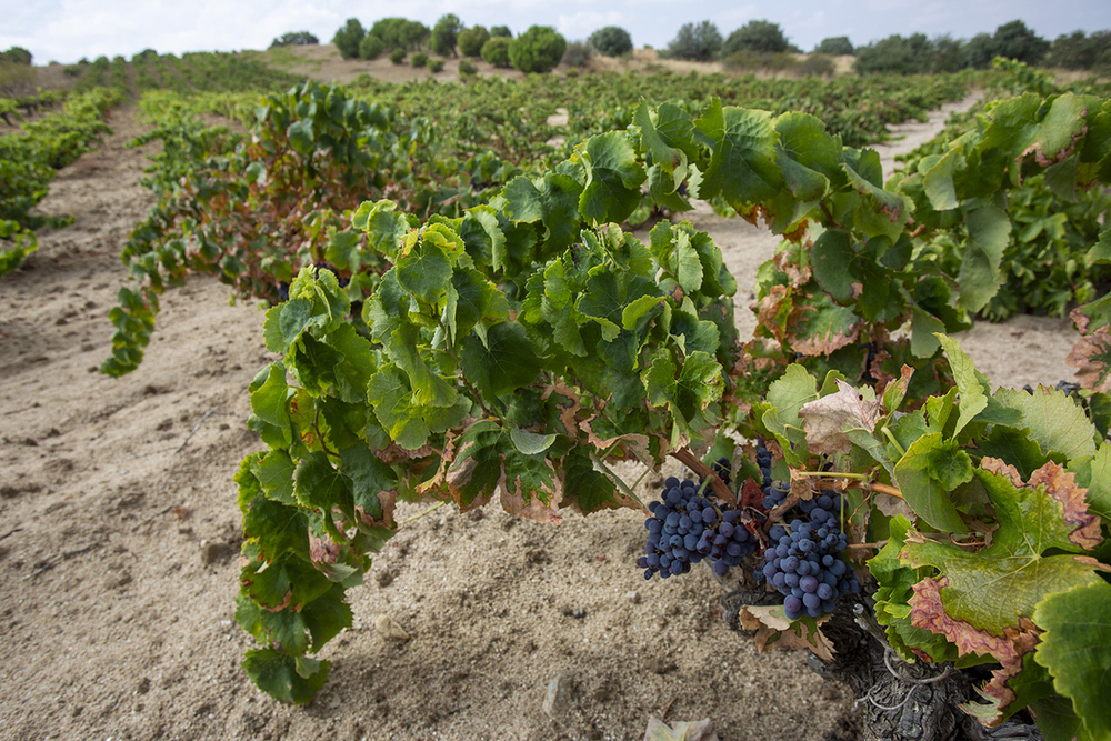 Tradicional viñedo en vaso que salpica los campos de Ruta de Méntrida-Toledo