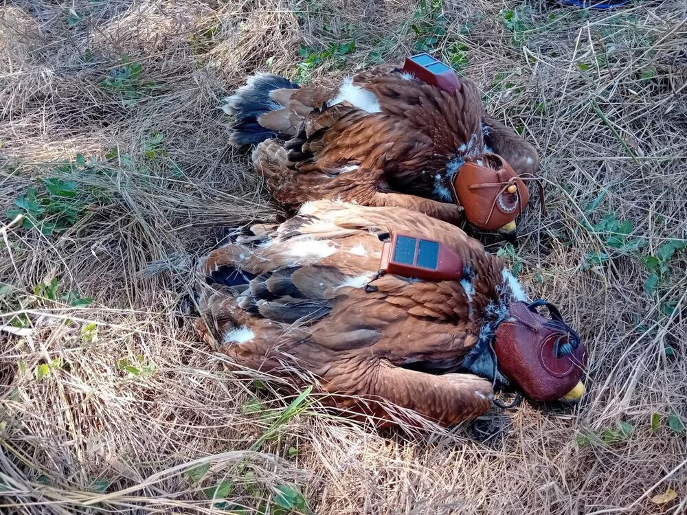 El águila imperial surca los cielos del Cerrato