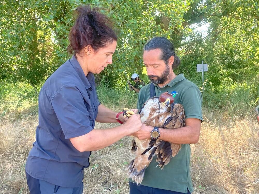 El águila imperial surca los cielos del Cerrato