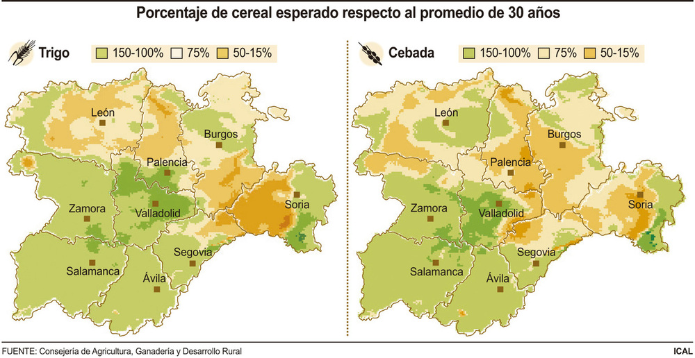 Itacyl espera una cosecha de trigo y cebada en la media