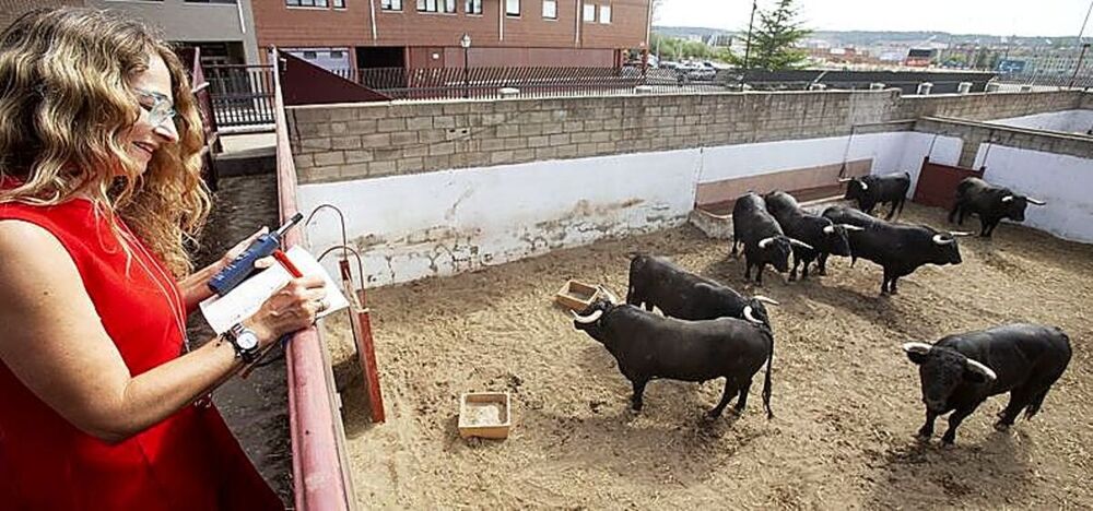 Los toros, al servicio de la ciencia    
