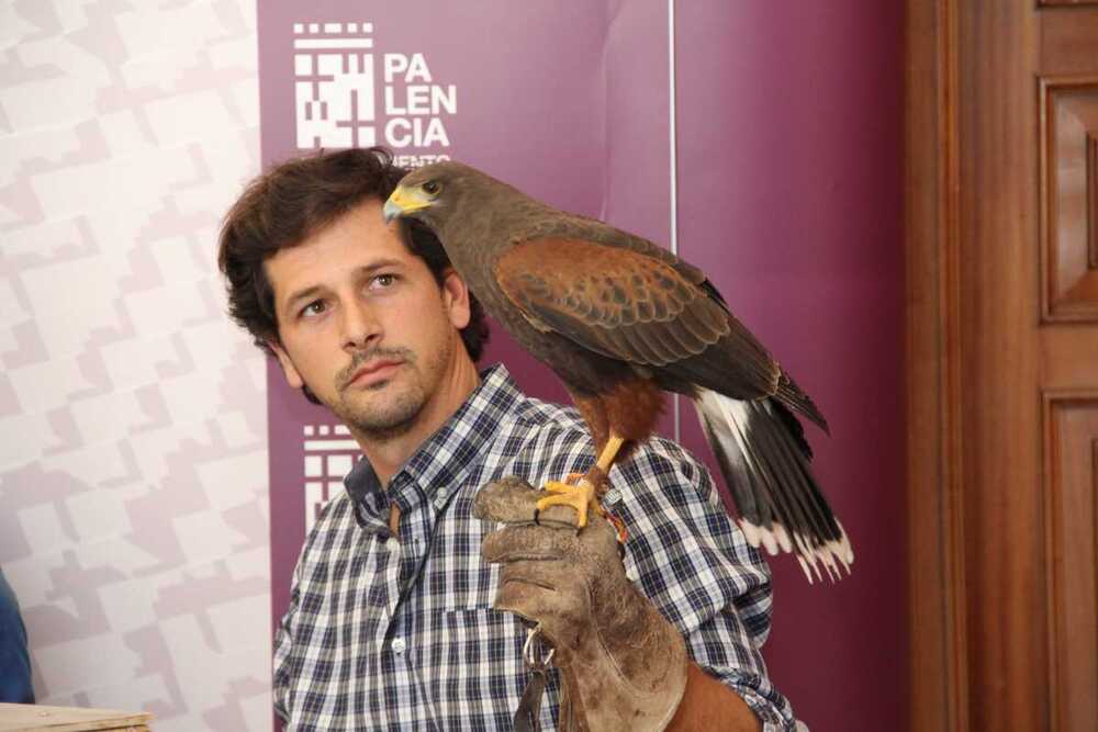 Aves rapaces para controlar la plaga de palomas