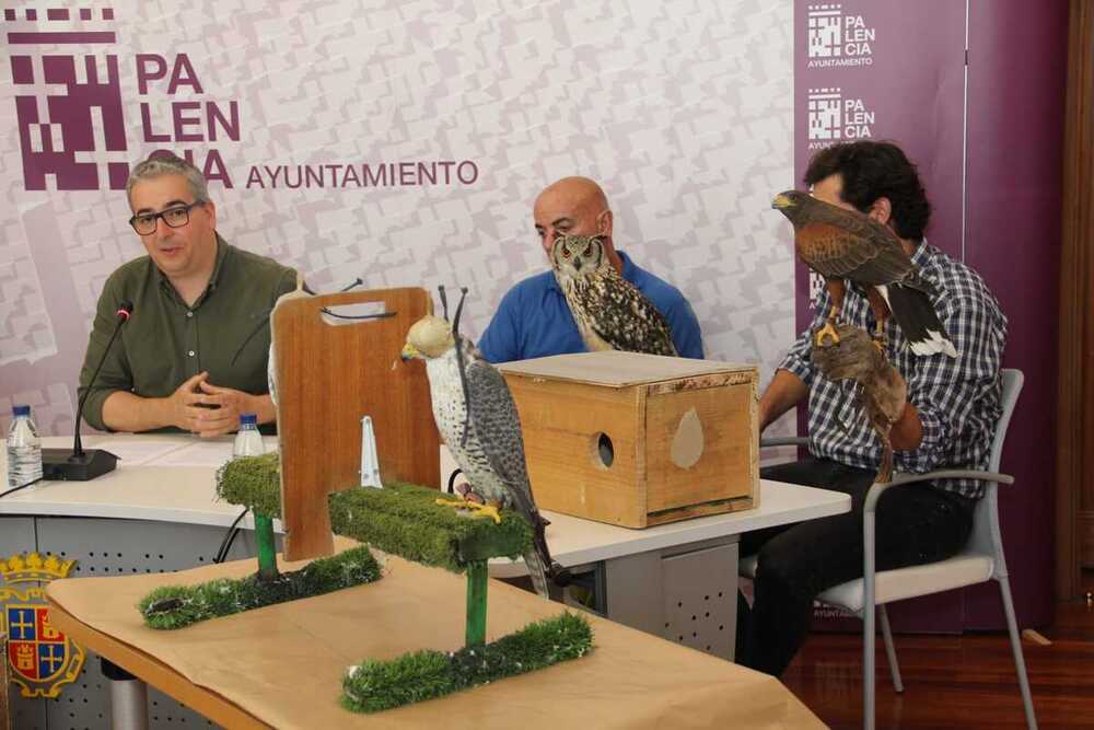 Aves rapaces para controlar la plaga de palomas