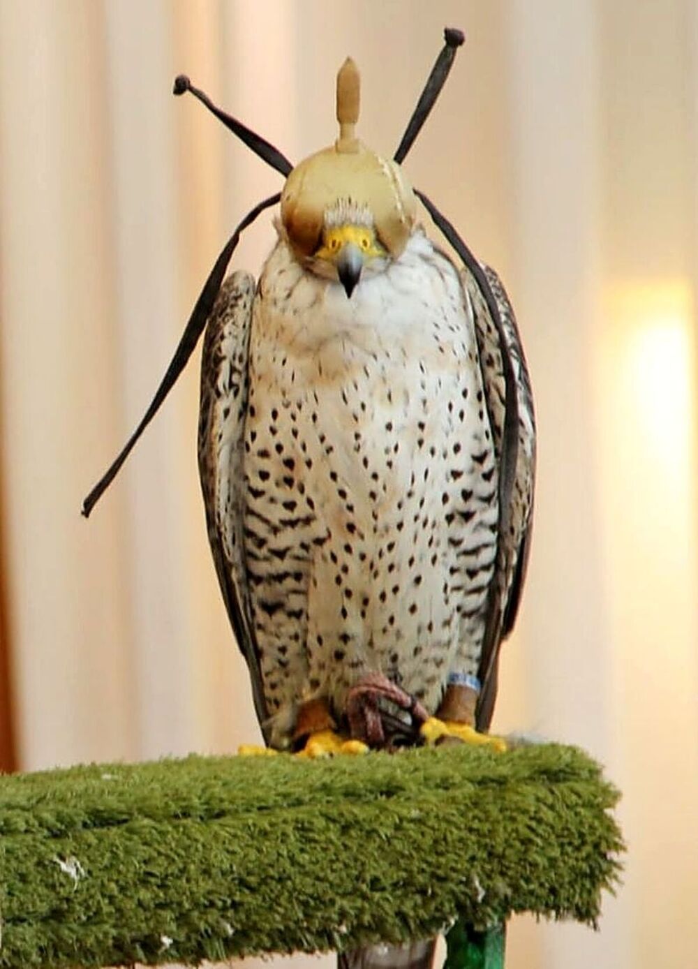 Aves rapaces para controlar la plaga de palomas