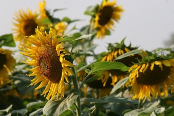 Asaja pide ayudas por daños en girasol y patata en Palencia