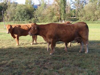 Agricultura declara el primer caso de fiebre hemorrágica