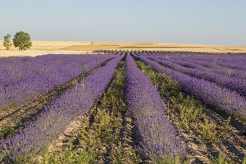 La Diputación apoya el cultivo de aromáticas con 3.500 euros