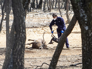 La EHE provoca la muerte de una decena de ciervos en el monte