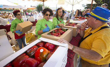 El calor baja a la mitad la cosecha de pimiento en Torquemada