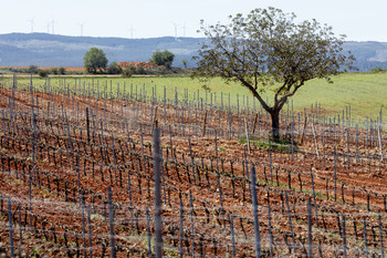 Agricultura autoriza plantar 232 nuevas hectáreas de viñedos