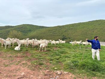 383 cabras desbrozan 5.700 hectáreas en Brañosera