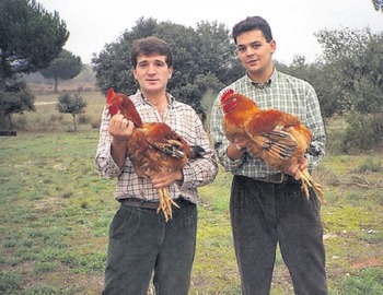 CAPADOR DE GALLOS A DOMICILIO