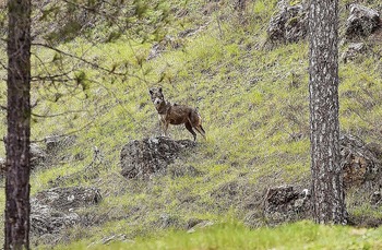 Marcos insiste al Gobierno en cambiar la protección del lobo