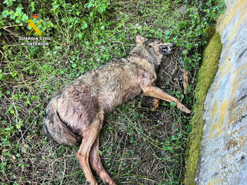 Investigan el hallazgo del cadáver de un lobo ibérico