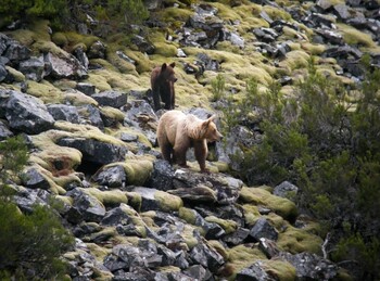 Ecologistas en Acción pregunta por un supuesto ataque de oso