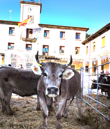 Carne con sello de la Montaña Palentina