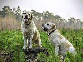 La Diputación ayuda a 77 ganaderos a mantener perros mastines