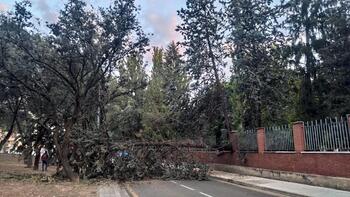 Cae un árbol en la Huerta del Guadián