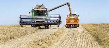 El campo da, de media, unos 4.700 kilos de trigo por hectárea