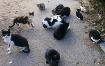 Muere en Magaz una quincena de gatos posiblemente envenenados