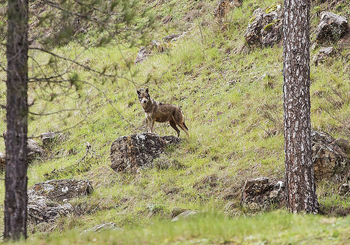 UPA-COAG cifra en el 38% el aumento de ataques del lobo