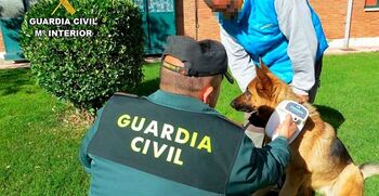 50 denuncias y 422 perros identificados en la Operación Can