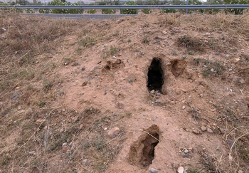 Asaja denuncia las tasas por descaste de conejos en carreteras