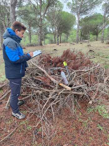 Tariego reintroduce frondosas para frenar incendios