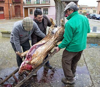 320 matanzas domiciliarias de cerdos, récord del quinquenio