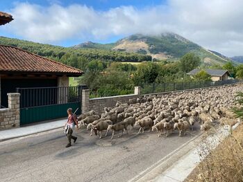 El último trashumante en Palencia