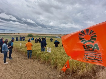 Buenos resultados en el campo de ensayo de cereales de la UPA