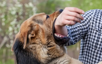 Registran una denuncia cada tres días a propietarios de perros