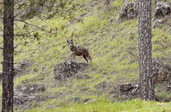 El TJUE tumba la ley de caza de lobo, sin aplicarse desde 2022